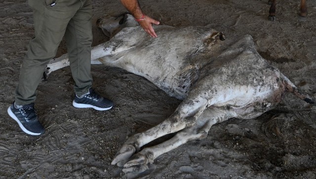 Harayana vets find 71 kg waste inside pregnant cow; stray bovine dies after failed delivery Harayana vets find 71 kg waste inside pregnant cow; stray bovine dies after failed delivery