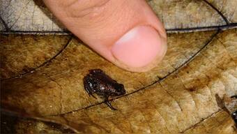 What Madagascar’s tiny chameleons, frogs reveal about evolution of miniaturised animals