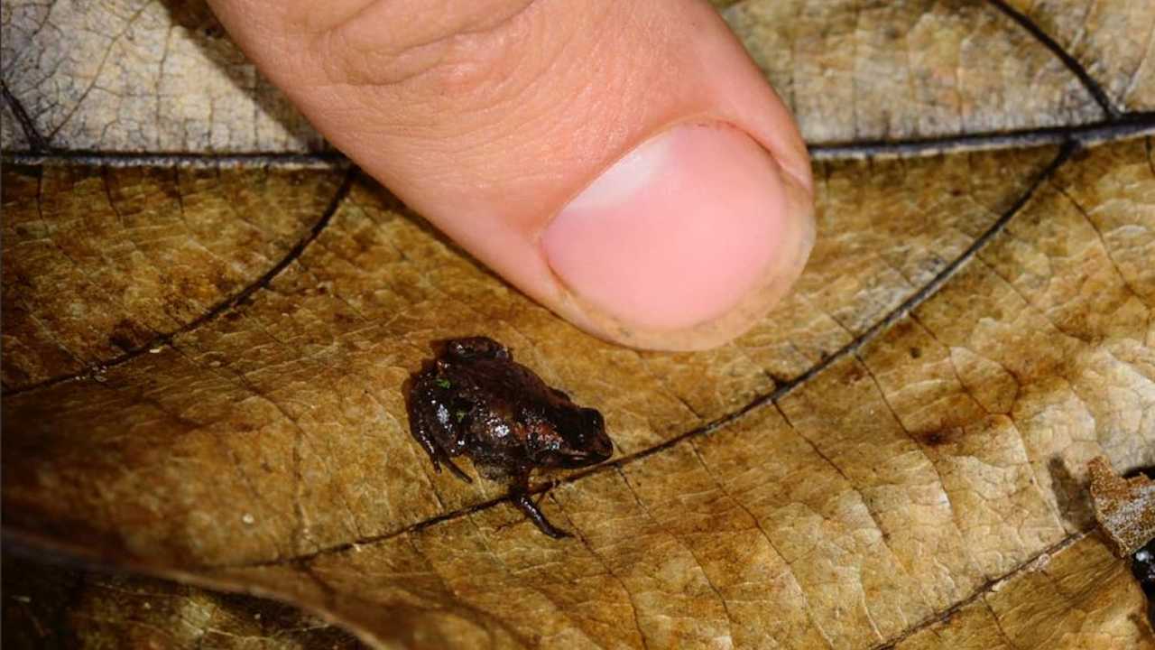 What Madagascar’s tiny chameleons, frogs reveal about evolution of miniaturised animals What Madagascar’s tiny chameleons, frogs reveal about evolution of miniaturised animals