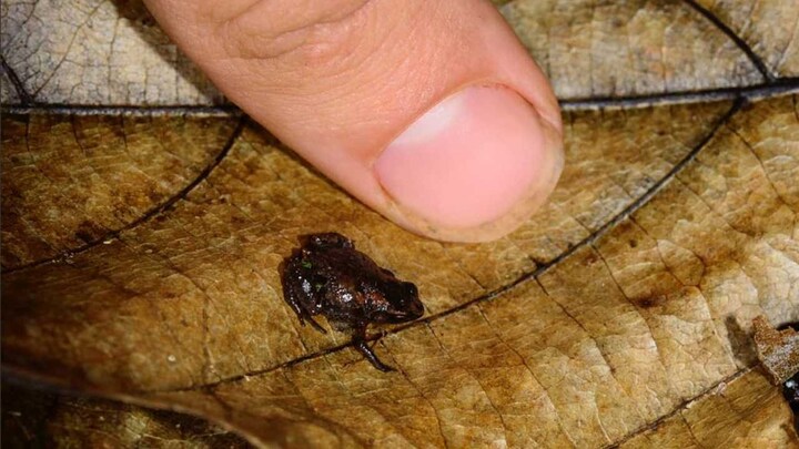 What Madagascar’s tiny chameleons, frogs reveal about evolution of miniaturised animals