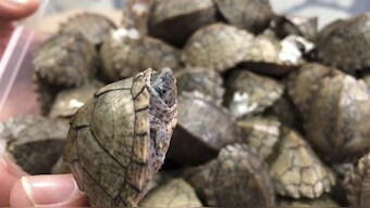Galapagos airport staff find 185 tortoises in suitcase during routine inspections