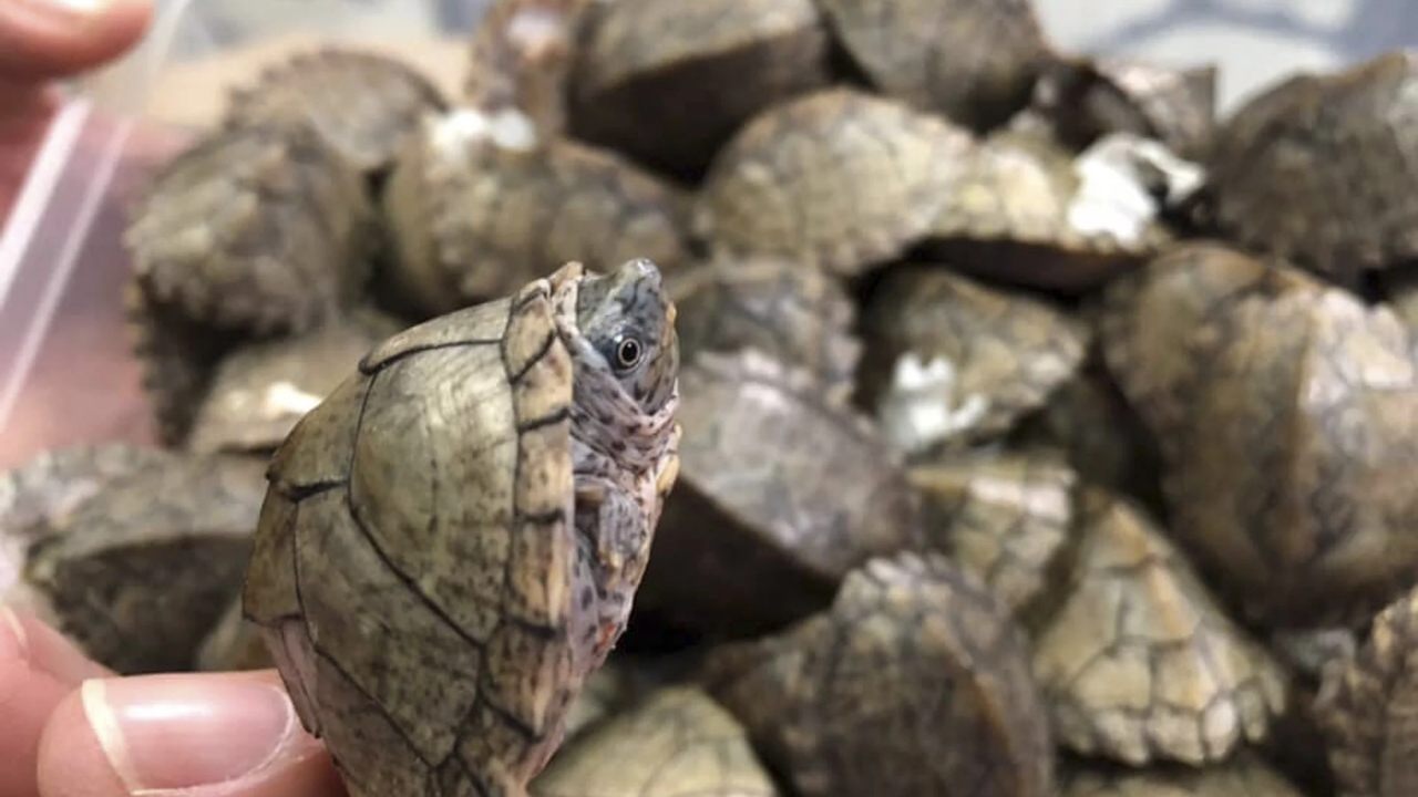 Galapagos airport staff find 185 tortoises in suitcase during routine inspections Galapagos airport staff find 185 tortoises in suitcase during routine inspections