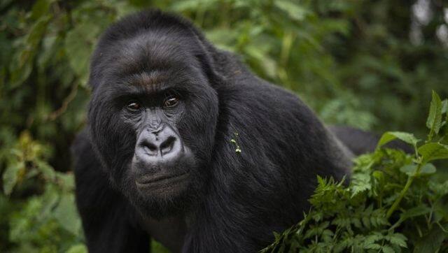 Representational image via The Associated Press