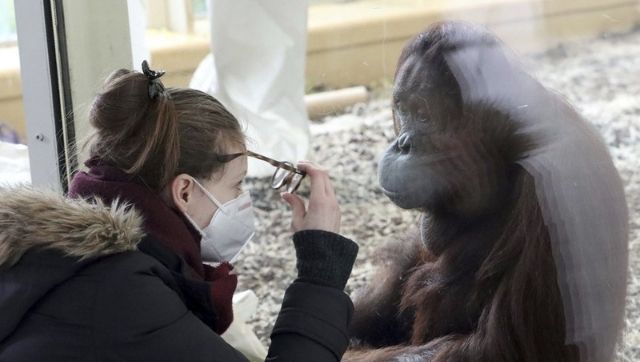 Across the world, scientists and vets take measures to protect animals from contracting COVID-19 virus Across the world, scientists and vets take measures to protect animals from contracting COVID-19 virus