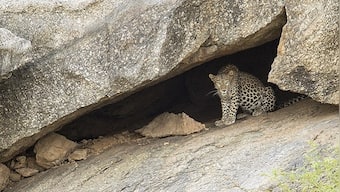 Unique cohabitation of humans and wildlife in Bera, Rajasthan, is brought into stunning focus in a new book