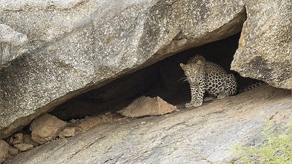 Unique cohabitation of humans and wildlife in Bera, Rajasthan, is brought into stunning focus in a new book