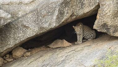 Unique cohabitation of humans and wildlife in Bera, Rajasthan, is brought into stunning focus in a new book