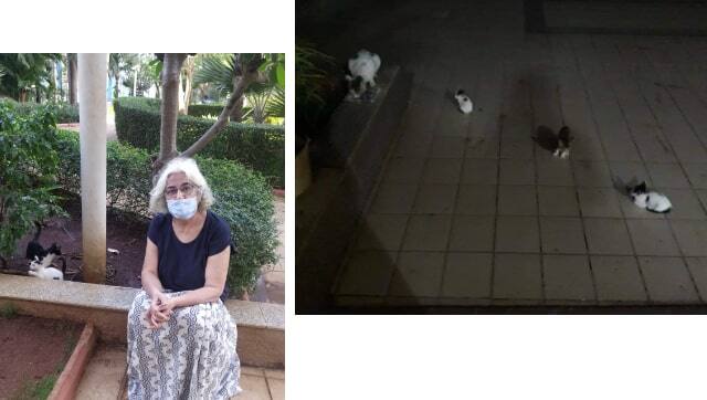 (L) The kittens found under the bonnet of Zubin Mehta's car (R) Cats of Dosti Flamingos. Images: Author provided; Facebook/@Rita-Maker