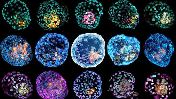Pre-embryos made in a lab to study birth defects could spur research, ethical debate