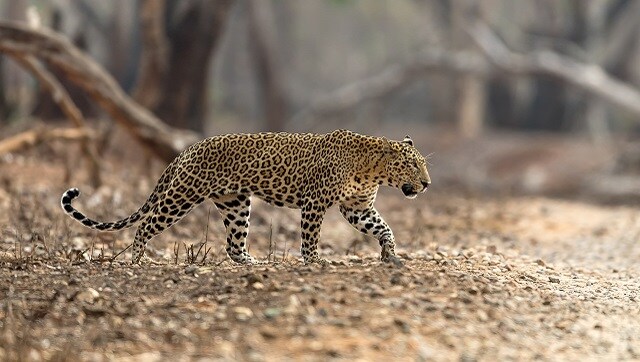 Leopard diaries the rosette in india | Latest News on Leopard-diaries