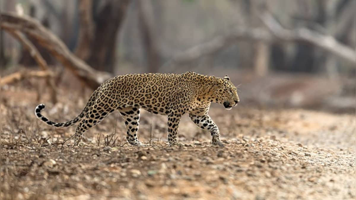 Pink leopard spotted in Rajasthan