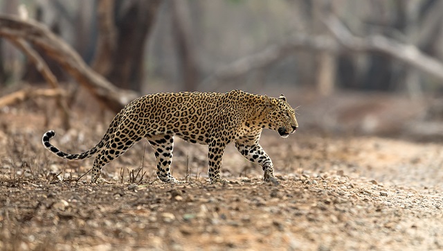 Spine-chilling video of leopard attacking forest officials in Panipat ...