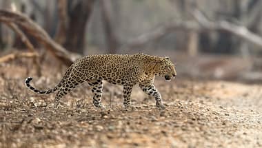 Wildlife biologist and conservationist Sanjay Gubbi on why there's little understanding about leopards in India