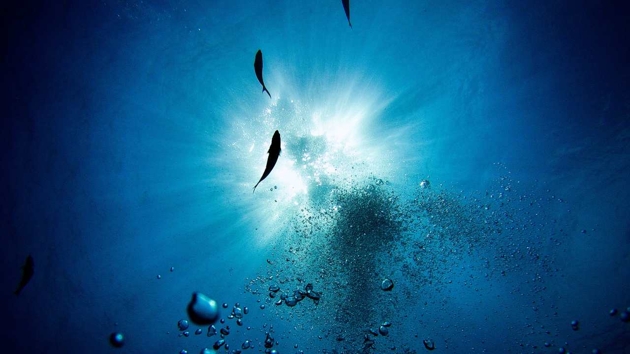 Baby sharks grow faster but smaller in warming oceans, struggle to survive, study claims Baby sharks grow faster but smaller in warming oceans, struggle to survive, study claims