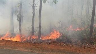 Similipal National Park forest fire ‘almost contained’, core area with wildlife not impacted by blaze
