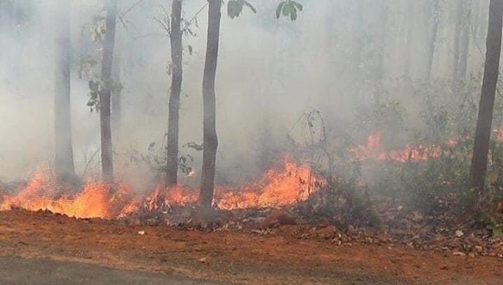 Similipal National Park fire: Odisha government says no lives have been lost, issues SOP to combat blaze