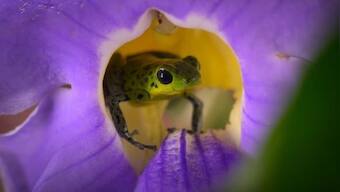 World Earth Day: With new technology, Netflix docu-series Life in Colour makes wildlife research accessible