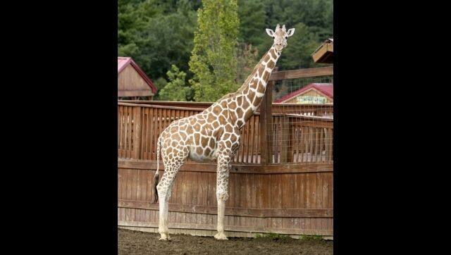 April, the giraffe had started showing signs of mobility problems last summer. Image via The Associated Press/ Animal Adventure Park