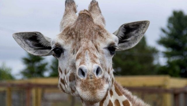 April, the giraffe who became an online sensation with livestream of her delivery in 2017, dies April, the giraffe who became an online sensation with livestream of her delivery in 2017, dies