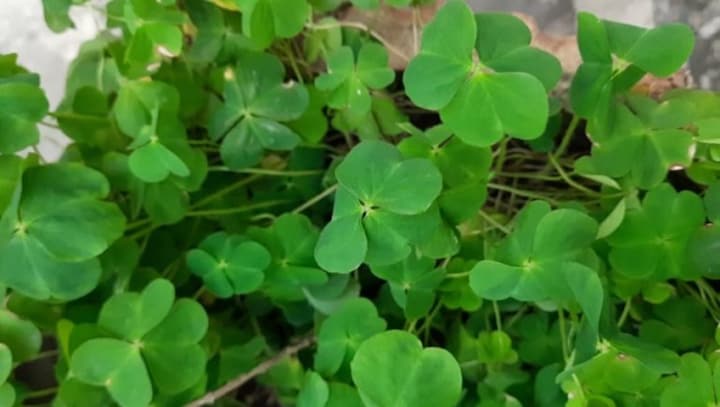 In Assam, locals struggle to find Bihu special greens owing to unplanned urbanisation, climate change