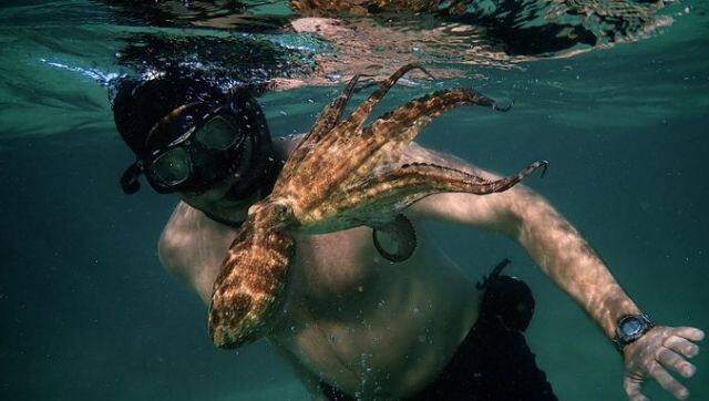 Foster said that his relationship with the octopus taught him about life's fragility and our connection with nature. Image via Twitter