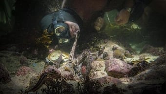 Oscars 2021: My Octopus Teacher, story of a female mollusk and her human companion, wins Best Documentary