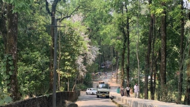 New study finds Sikkim’s urban sacred groves mitigate double the carbon compared to a natural rural forest New study finds Sikkim’s urban sacred groves mitigate double the carbon compared to a natural rural forest