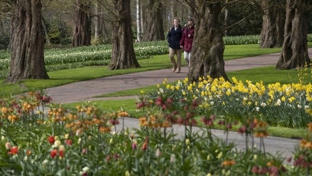 Dutch garden Keukenhof welcomes visitors for tulip s..on after end of prolonged coronavirus induced lockdown - Firstpost