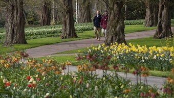 Dutch garden Keukenhof welcomes visitors for tulip season after end of prolonged coronavirus induced lockdown