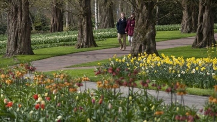 Dutch garden Keukenhof welcomes visitors for tulip season after end of prolonged coronavirus induced lockdown