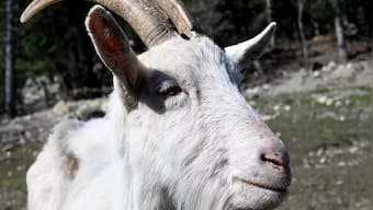 In Croatia, local authorities launch conservation programme to save indigenous Istrian goats