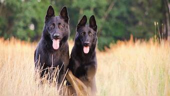 Russia registers Carnivak-Cov — first COVID-19 vaccine for animals to stop virus mutations