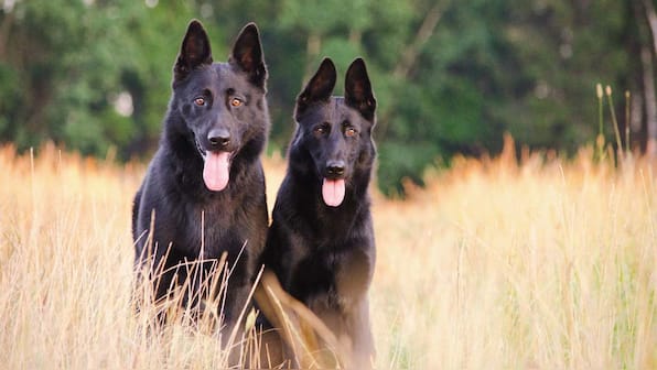 Russia registers Carnivak-Cov — first COVID-19 vaccine for animals to stop virus mutations