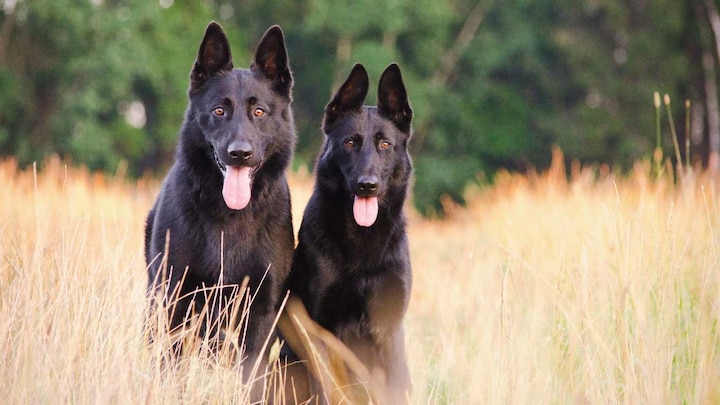 Russia registers Carnivak-Cov — first COVID-19 vaccine for animals to stop virus mutations