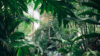 Tropics lost 12.2 million hectares of tree cover in 2020, largely due to agriculture