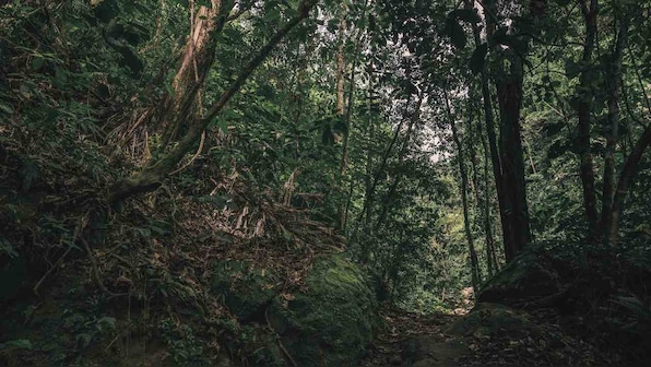 Asteroid that killed dinosaurs changed tropics into Amazon forests: Study