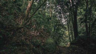 Asteroid that killed dinosaurs changed tropics into Amazon forests: Study