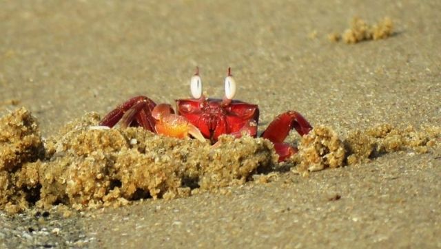 Development projects lined up for Odisha's beaches known for their red ghost crabs Development projects lined up for Odisha's beaches known for their red ghost crabs