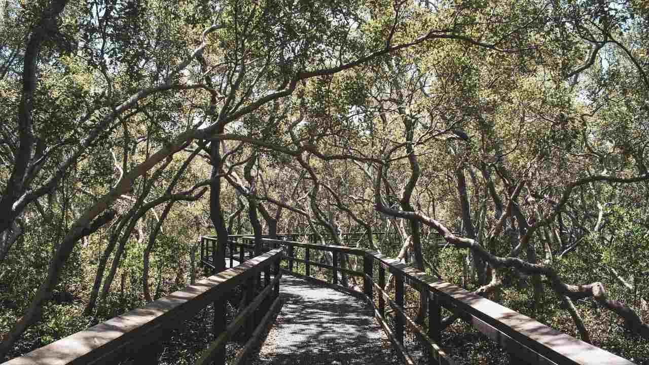 World leaders at COP26 will pledge multibillion-dollars to end world's deforestation by 2030 World leaders at COP26 will pledge multibillion-dollars to end world's deforestation by 2030