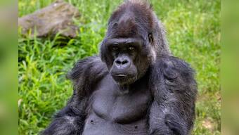Gorillas' chest thumping allows females, rivals know their size without seeing them