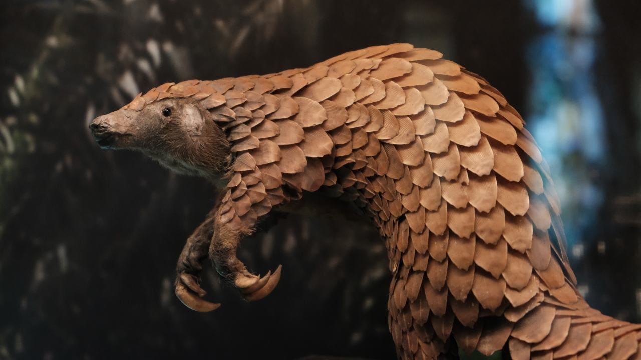 Pangolins are believed to be the world's most trafficked mammal, accounting for as much as 20% of all illegal wildlife trade.
