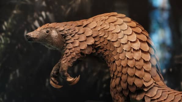 Why pangolins are on verge of extinction and how Madhya Pradesh is fighting on their behalf