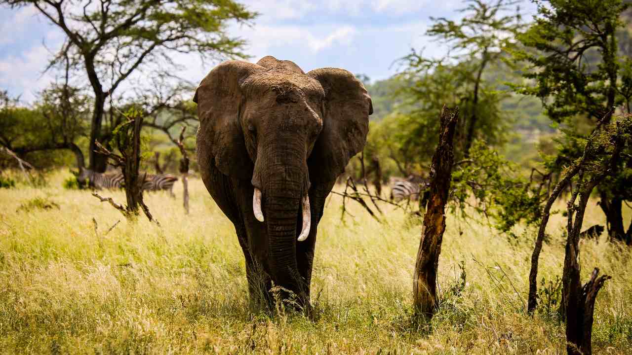 Nearly 300 biodiversity 'hot spots' at risk of extinction due to global  warming: Study- Technology News, Firstpost