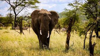 Nearly 300 biodiversity 'hot spots' at risk of extinction due to global warming: Study