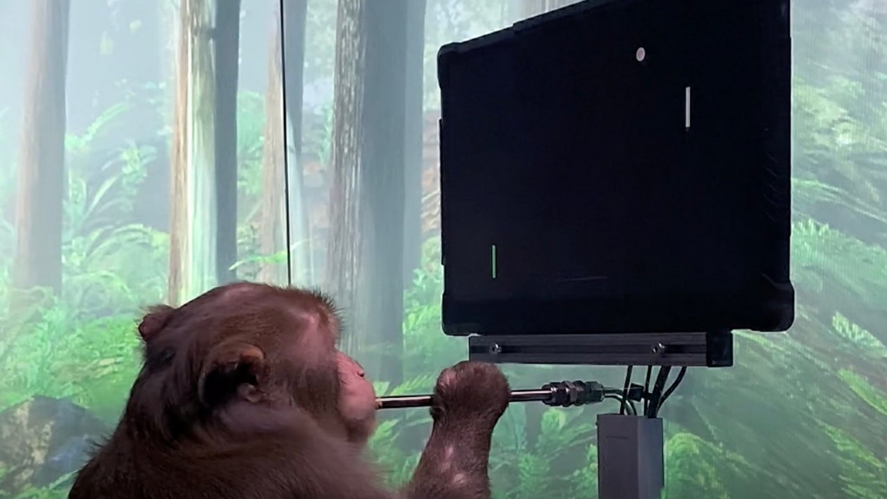 Elon Musk's Neuralink startup releases clip of a monkey playing video game called Pong with its brain Elon Musk's Neuralink startup releases clip of a monkey playing video game called Pong with its brain