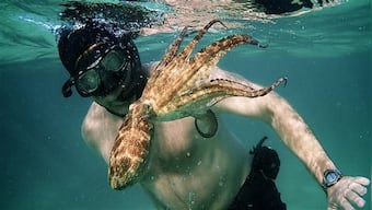 Oscars 2021: My Octopus Teacher defies wildlife documentary constructs to become an impossibly immersive romance