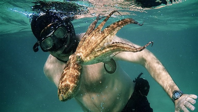 Oscars 2021: My Octopus Teacher defies wildlife documentary constructs to become an impossibly immersive romance Oscars 2021: My Octopus Teacher defies wildlife documentary constructs to become an impossibly immersive romance