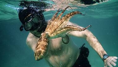 Oscars 2021: My Octopus Teacher defies wildlife documentary constructs to become an impossibly immersive romance
