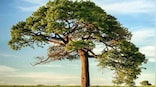 Since 1960, Earth's forest cover has shrunk about 1m sq km while cropland, pastures have increased