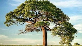 Since 1960, Earth's forest cover has shrunk about 1m sq km while cropland, pastures have increased